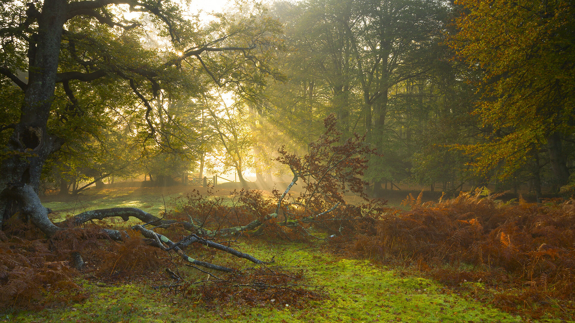 女子橄榄球正在改变传统体育格局，女子橄榄球比赛集锦